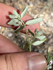 Euphorbia pediculifera