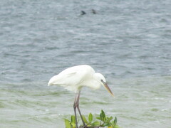 Ardea herodias occidentalis