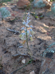 Lachenalia hirta