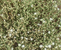 Mesembryanthemum junceum