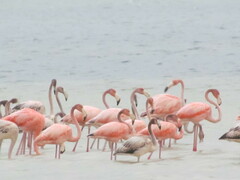 Phoenicopterus ruber