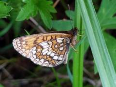 Melitaea athalia