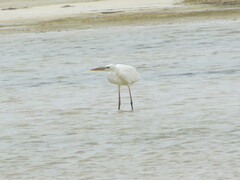 Ardea herodias occidentalis