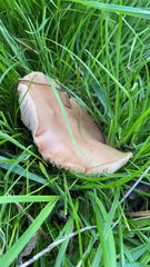 Clitocybe brunneocephala