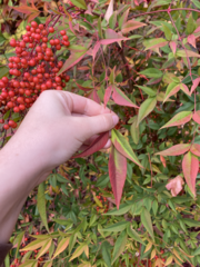 Nandina