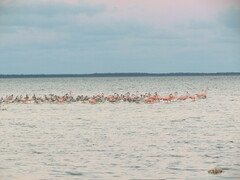 Phoenicopterus ruber