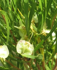 Dodonaea viscosa
