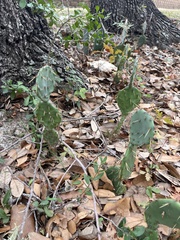 Opuntia gilvescens