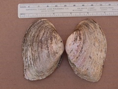 Alasmidonta marginata