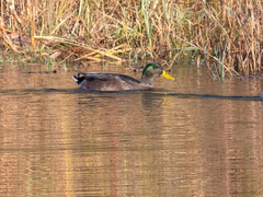 Anas rubripes × platyrhynchos