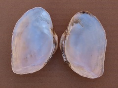 Alasmidonta marginata