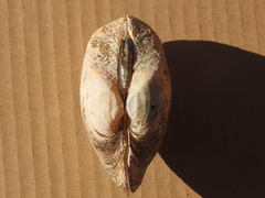 Alasmidonta marginata