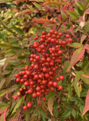 Nandina