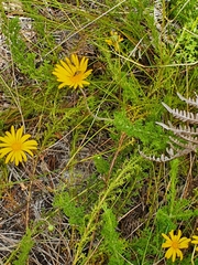 Ursinia dentata