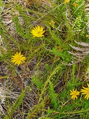 Ursinia dentata