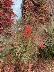 Nandina