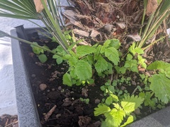 Urtica membranacea