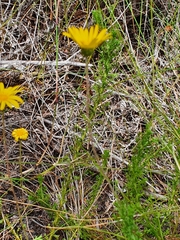 Ursinia dentata