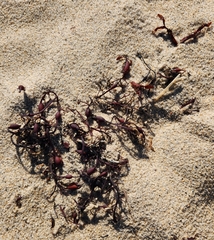 Ascophyllum nodosum