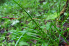 Carex digitata