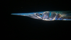 Tylosurus crocodilus fodiator