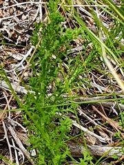 Ursinia dentata