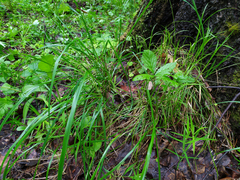 Carex digitata