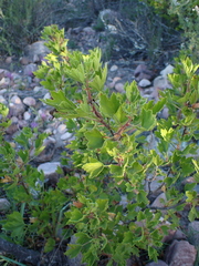 Pelargonium cucullatum