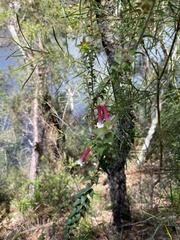 Epacris longiflora
