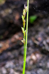 Carex digitata