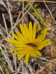 Ursinia dentata