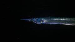 Tylosurus crocodilus fodiator