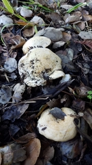 Lactarius alnicola