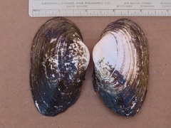 Strophitus undulatus