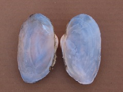 Strophitus undulatus