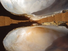 Strophitus undulatus