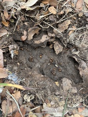 Camponotus sansabeanus