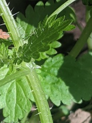 Urtica membranacea