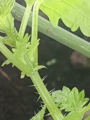 Urtica membranacea
