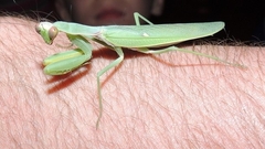 Hierodula tenuidentata