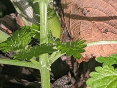 Urtica membranacea