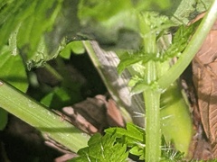 Urtica membranacea