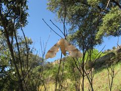 Marumba quercus
