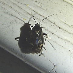 Orthops scutellatus