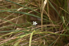 Wahlenbergia peruviana
