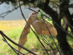 Marumba quercus