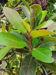Laurophyllus capensis