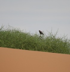 Melierax canorus canorus