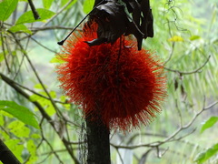 Brownea rosa-de-monte
