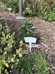 Osmanthus heterophyllus